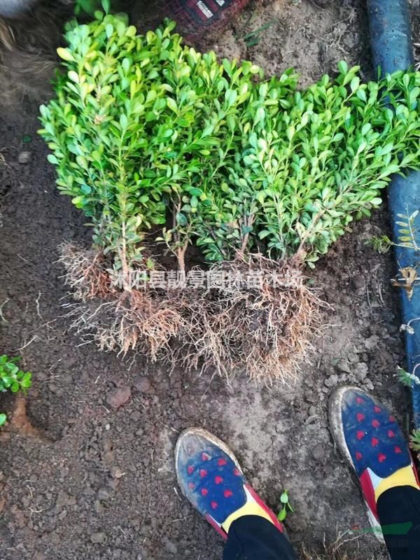 瓜子黄杨单棵价格,瓜子黄杨50公分高修剪绿篱,量大优惠