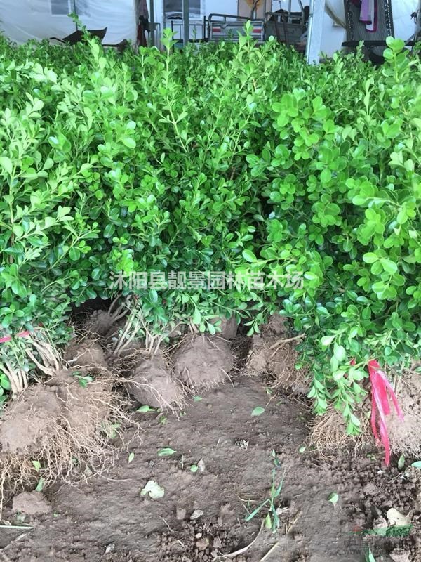 瓜子黄杨单棵价格,瓜子黄杨50公分高修剪绿篱,量大优惠
