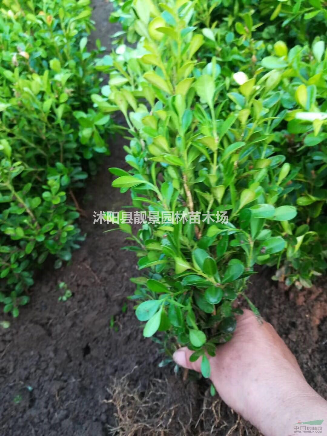 瓜子黄杨单棵价格,瓜子黄杨50公分高修剪绿篱,量大优惠