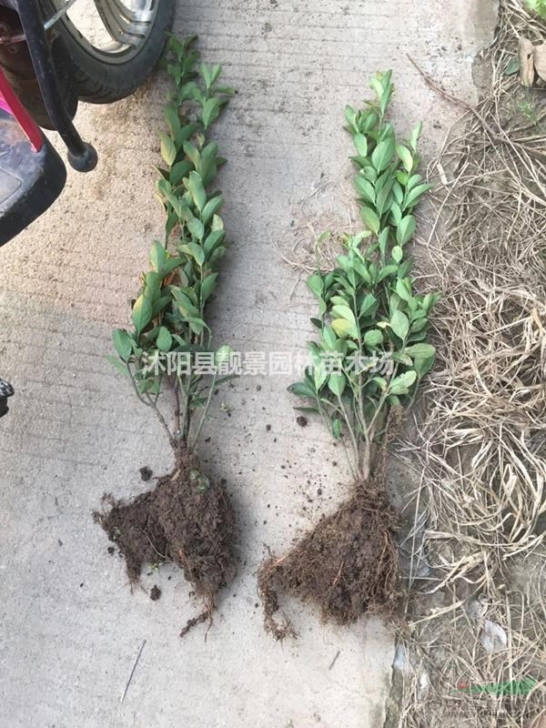 大叶黄杨50公分20冠幅，大叶黄杨10公分土球报价，量大优惠