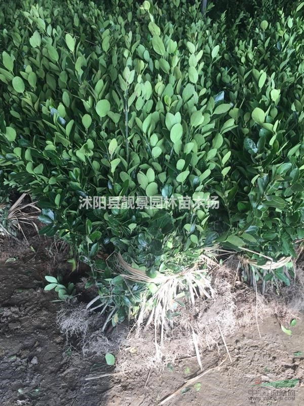 冬青单棵报价,冬青60公分高,冬青种植绿篱实惠