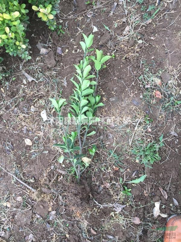 冬青单棵报价,冬青60公分高,冬青种植绿篱实惠