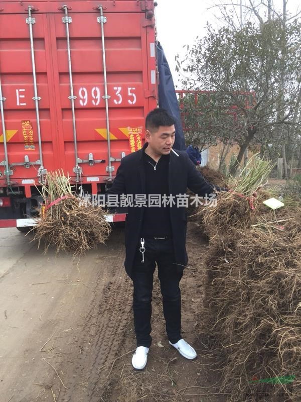 连翘地径1公分以上,连翘装车价格,连翘苗种植实惠