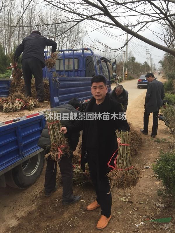 连翘地径1公分以上,连翘装车价格,连翘苗种植实惠