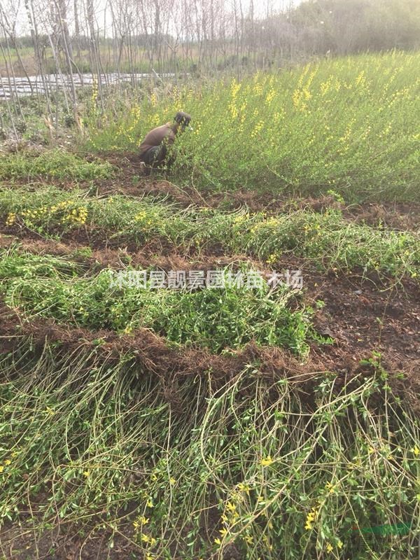 连翘地径1公分以上,连翘装车价格,连翘苗种植实惠