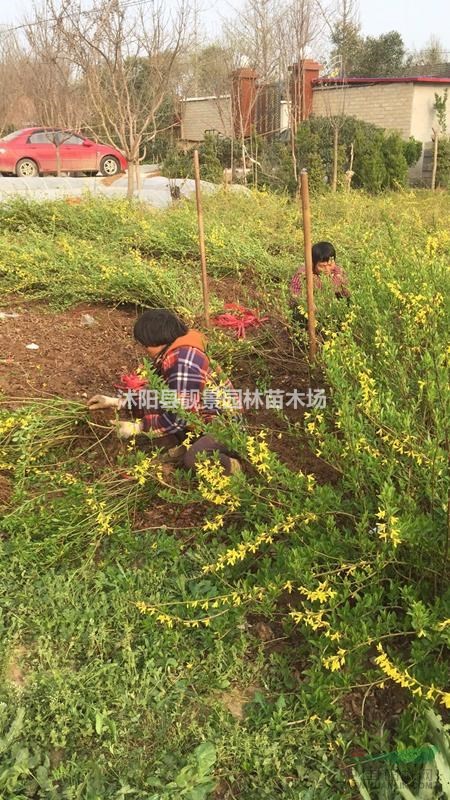 江苏连翘二年苗,连翘修剪20公分高,连翘苗根价格