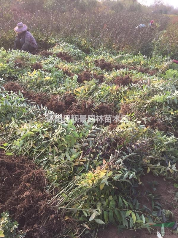 江苏连翘二年苗,连翘修剪20公分高,连翘苗根价格