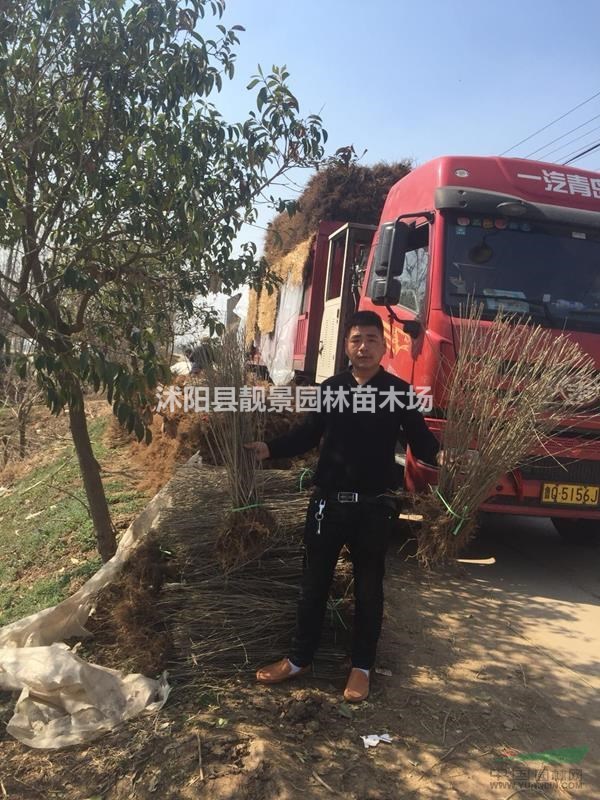 绿叶水蜡80公分高 水蜡单棵报价 水蜡种植绿篱