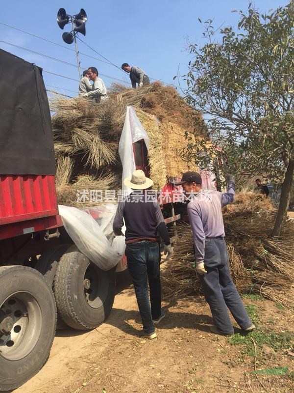 绿叶水蜡80公分高 水蜡单棵报价 水蜡种植绿篱