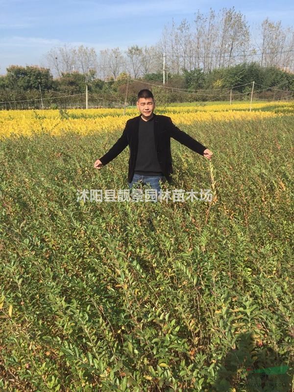 水蜡装杯苗，水蜡苗3分支报价，水蜡修剪绿篱