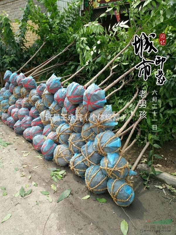 河南鄢陵3公分精品臘梅