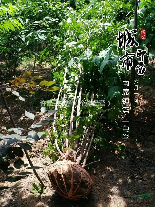 河南鄢陵3公分精品臘梅