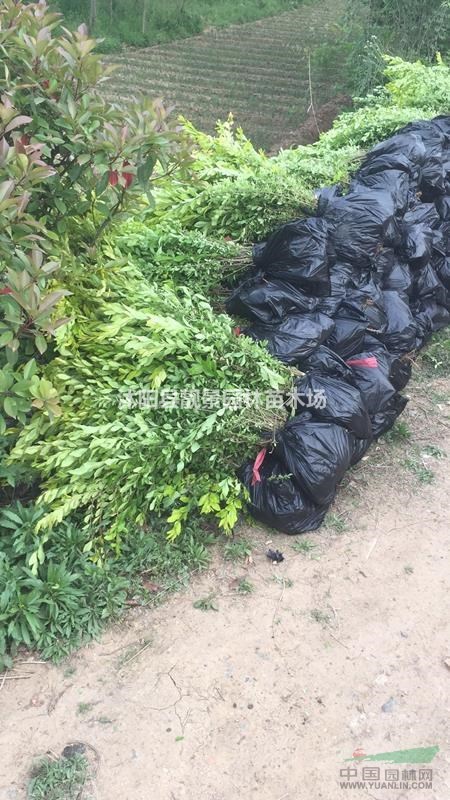 金叶水蜡60公分装车价格,金叶水蜡修剪色块,量大优惠