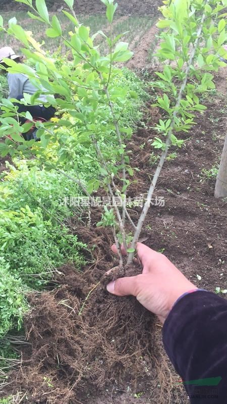 金叶水蜡60公分装车价格,金叶水蜡修剪色块,量大优惠