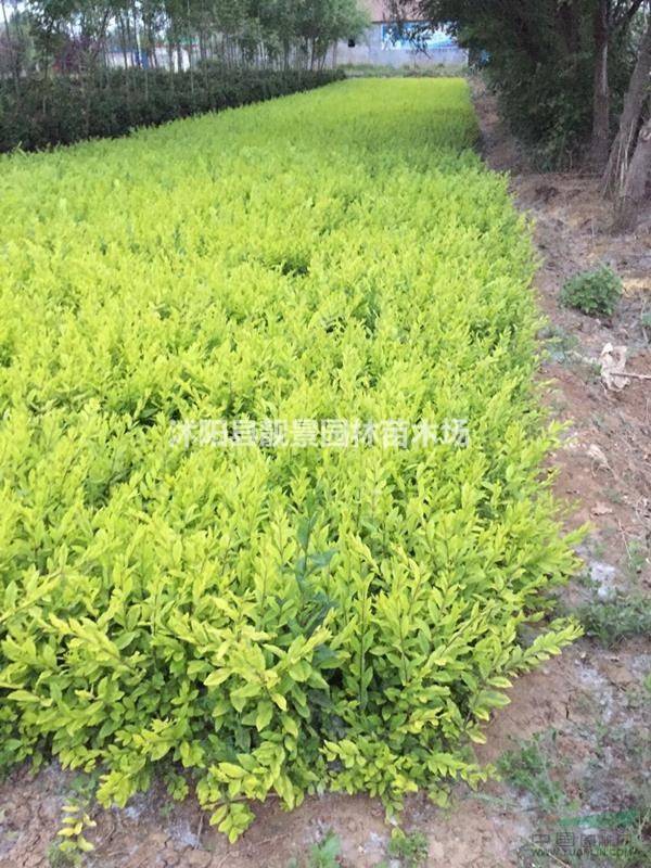 金叶水蜡60公分装车价格,金叶水蜡修剪色块,量大优惠