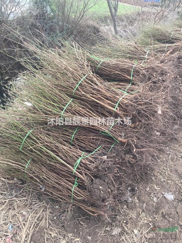 红刺梅裸根苗价格,红刺梅60公分高,红刺梅苗订购