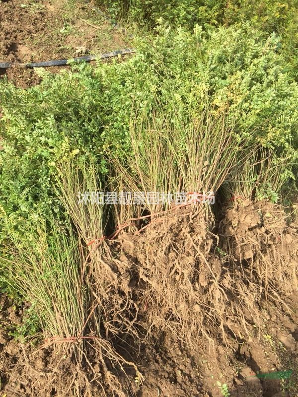 红刺梅裸根苗价格,红刺梅60公分高,红刺梅苗订购