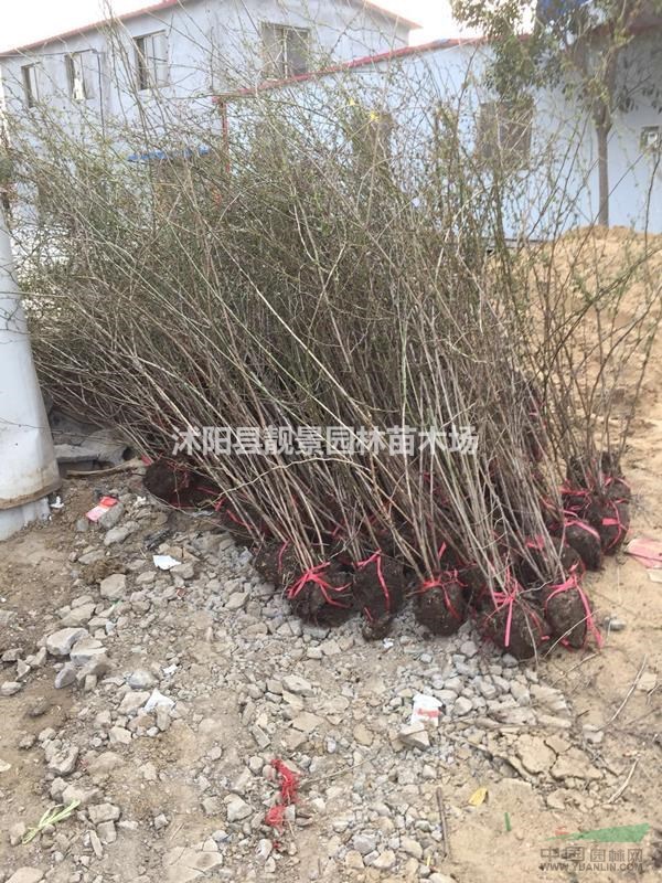 红刺梅裸根苗价格,红刺梅60公分高,红刺梅苗订购