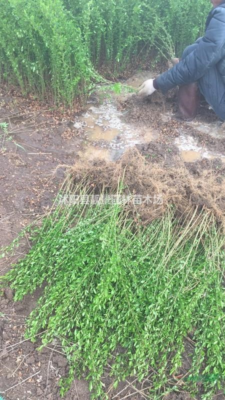 水蜡苗带土装车 ，水蜡现挖现卖，水蜡苗基地