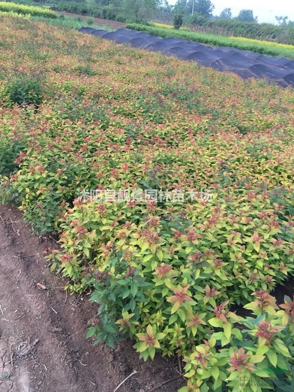 金焰绣线菊裸根苗，金焰绣线菊40公分报价，量大优惠