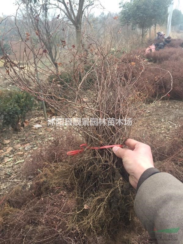 金焰绣线菊裸根苗，金焰绣线菊40公分报价，量大优惠