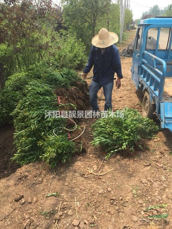 金焰绣线菊裸根苗，金焰绣线菊40公分报价，量大优惠