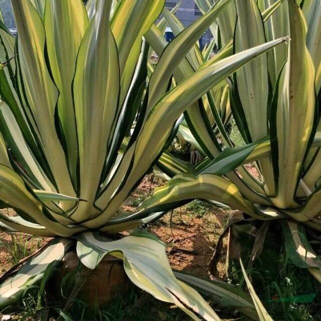 福建省漳州市供應紫花蘆莉