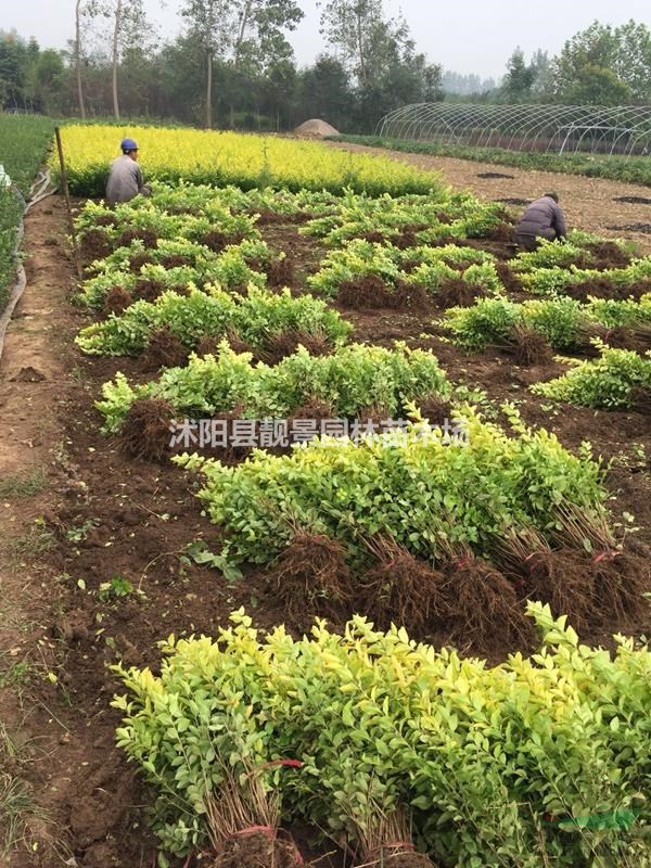 江苏金叶女贞60公分价格,金叶女贞3分支苗圃直销,量大优惠