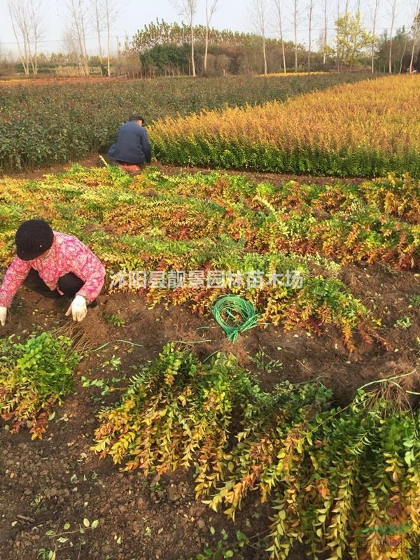 江苏金叶女贞60公分价格,金叶女贞3分支苗圃直销,量大优惠