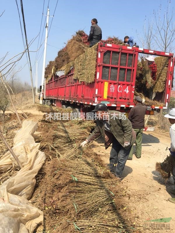 金叶女贞苗装车价格,金叶女贞修剪绿篱50公分高,金叶女贞配送