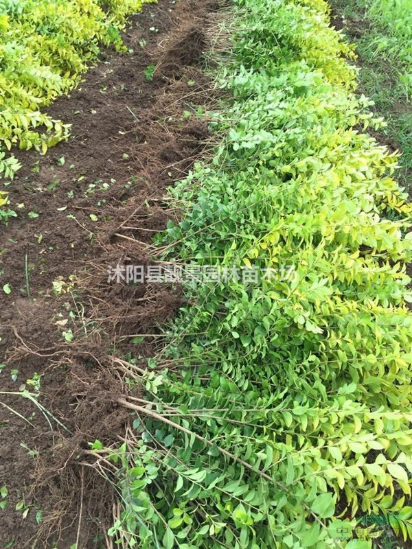 金叶女贞苗装车价格,金叶女贞修剪绿篱50公分高,金叶女贞配送