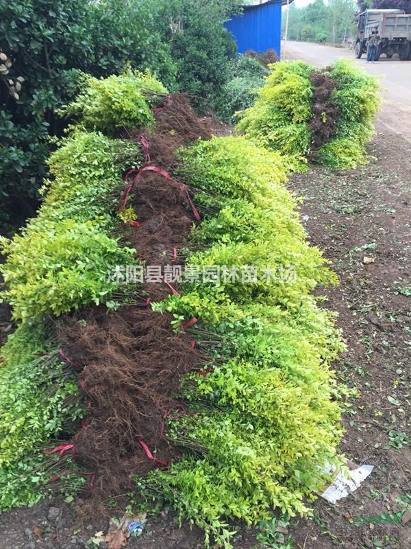 金叶女贞苗装车价格,金叶女贞修剪绿篱50公分高,金叶女贞配送