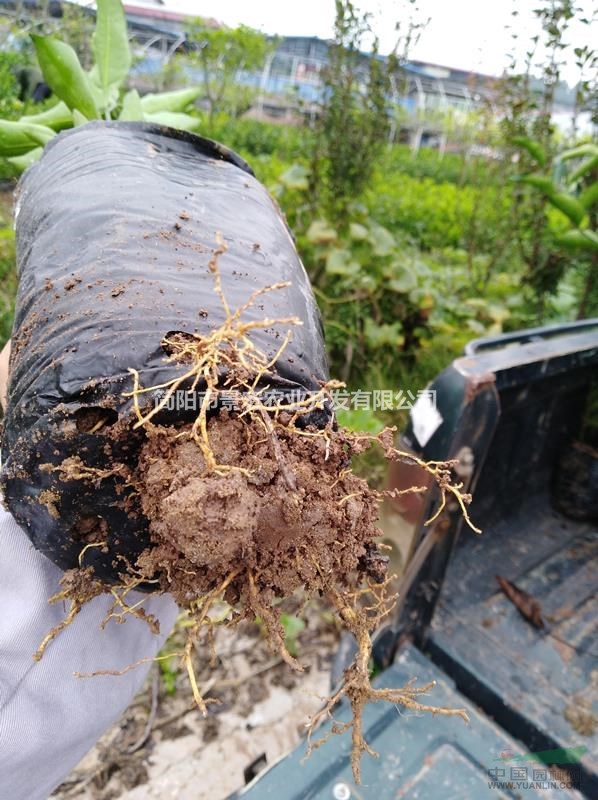 柑橘苗種植技術(shù)，愛媛38號掛果苗，愛媛柑橘苗批發(fā)