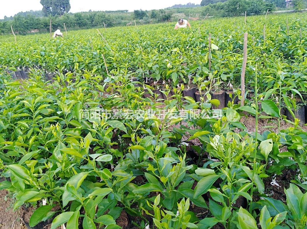 供應(yīng)四川早熟柑橘品種，地徑1-2公分