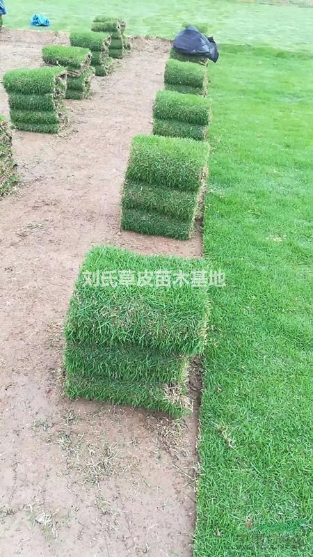 馬尼拉草坪如何有效控制褐斑病8
