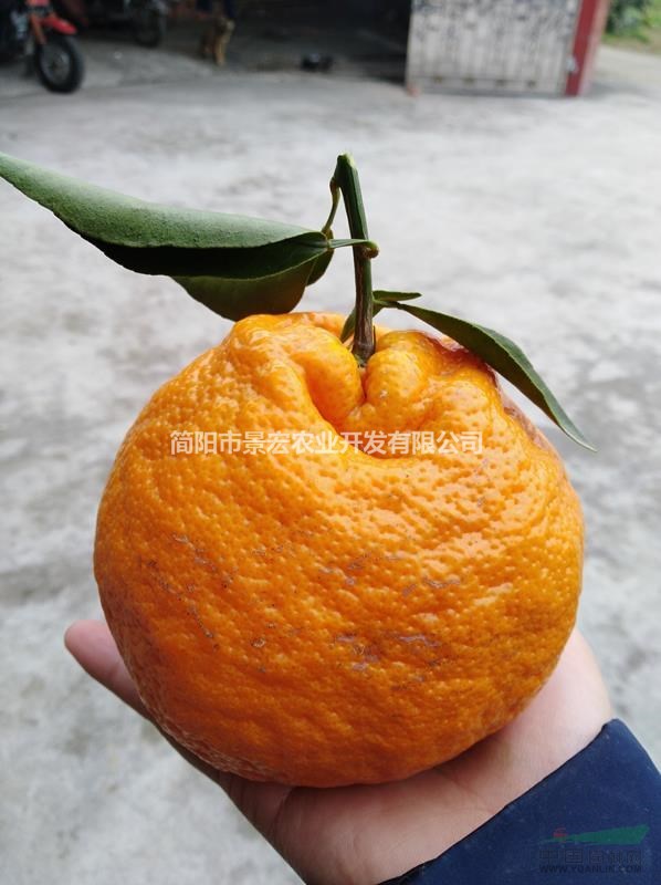 供應(yīng)兩年春見苗，地徑1-2公分粗