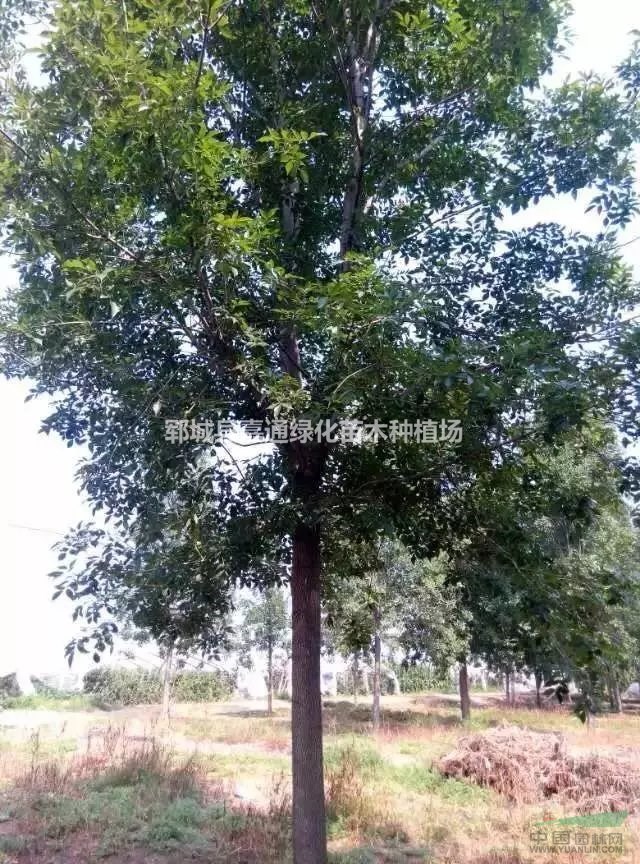 白臘專業(yè)種植 樹形優(yōu)美 大量供應(yīng) 質(zhì)優(yōu)價(jià)廉 山東綠源苗木基