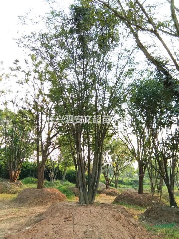 浙江長興供應(yīng)原生拼種5-15公分4-6桿精品叢生/ 多干樸樹
