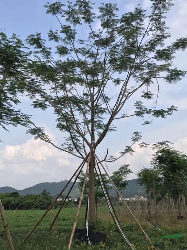 供應藍花楹，鳳凰木，15-40分