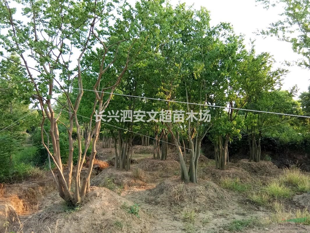 長興低價供應5-15公分4-8桿精品叢生/多干桿烏桕