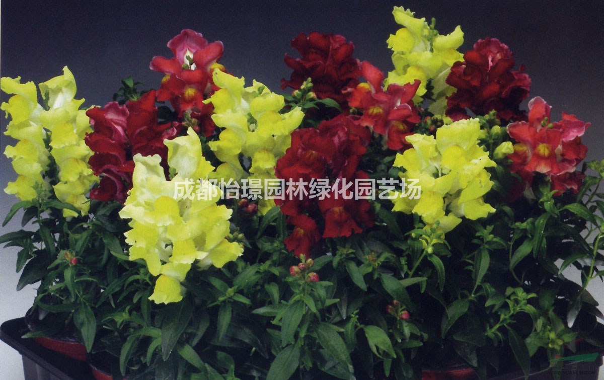 金魚草批發(fā)價格   金魚草種植基地   金魚草基地直銷