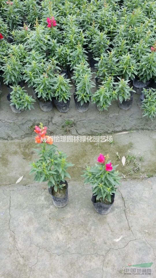 金魚草批發(fā)價格   金魚草種植基地   金魚草基地直銷