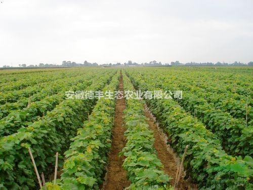基地供應(yīng) 美人指葡萄苗 出售美人指 美人指葡萄苗哪里有