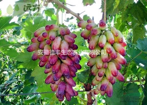 基地供應(yīng) 美人指葡萄苗 出售美人指 美人指葡萄苗哪里有