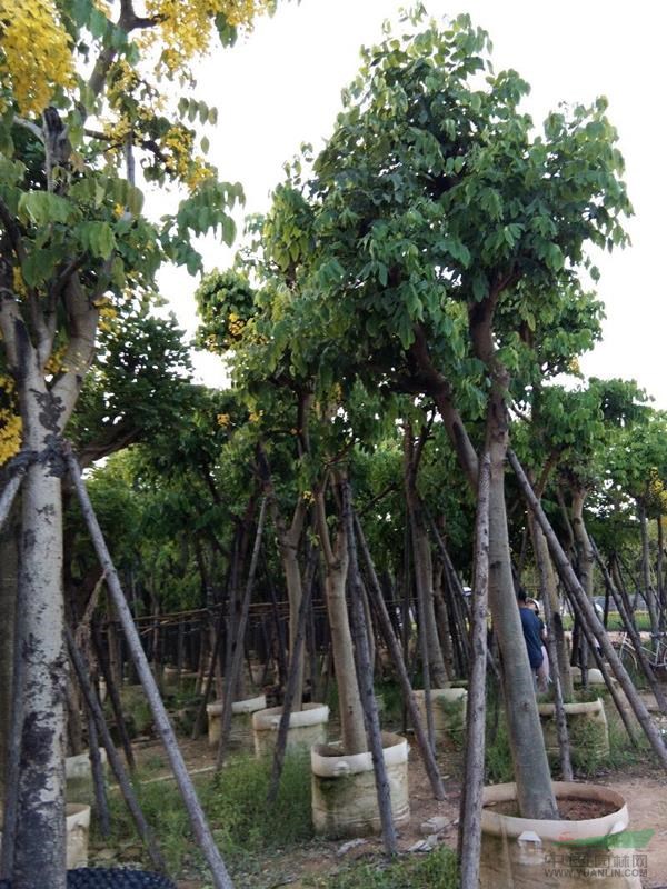 福建省漳州市臘腸樹基地