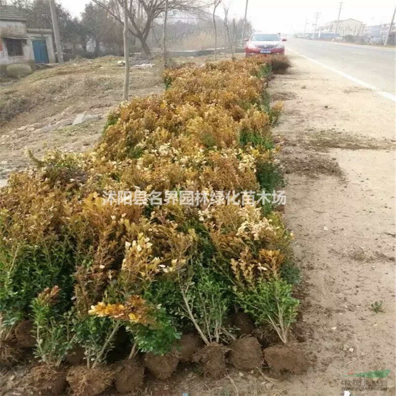 基地直銷綠化工程苗 優(yōu)質(zhì)瓜子黃楊