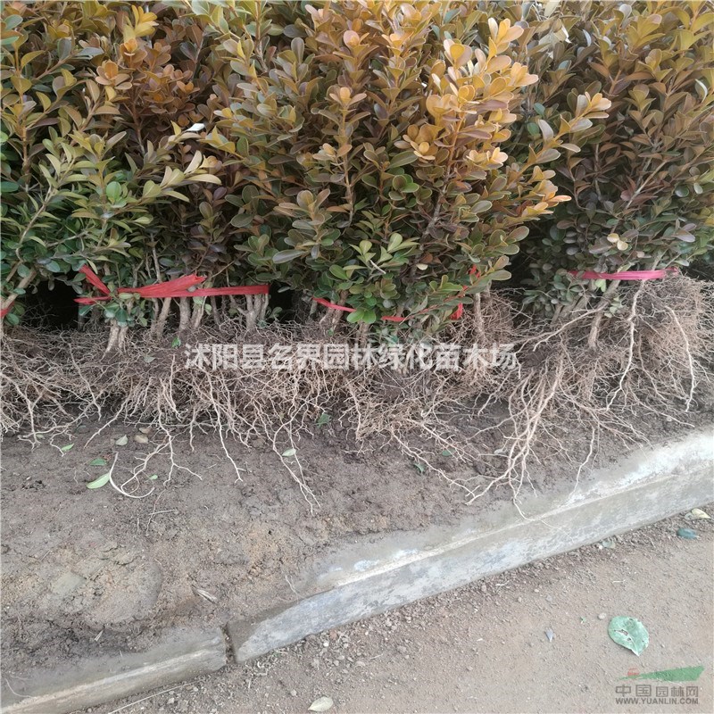 基地直銷綠化工程苗 優(yōu)質(zhì)瓜子黃楊