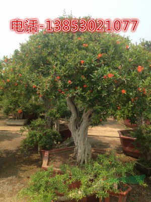木瓜種植基地
