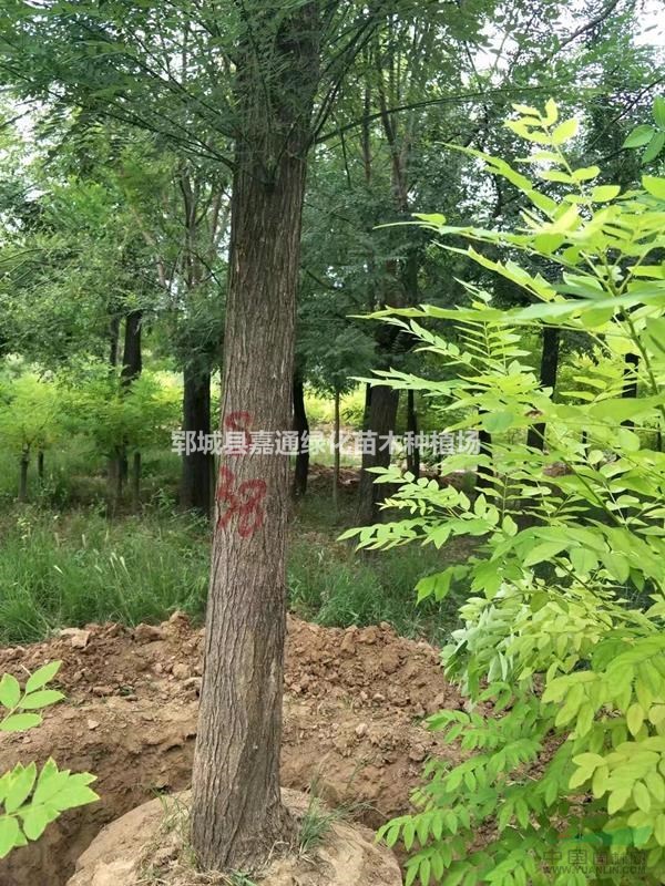 老式國槐 國槐供貨價格 國槐求購 國槐圖片