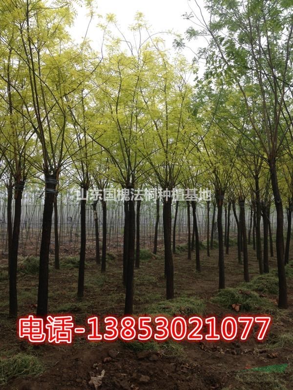 10公分黃金槐行情，價格，市場前景